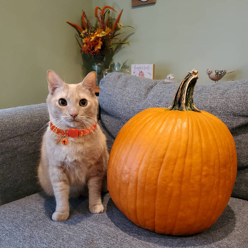 Fall Cat Collar with Bells, Autumn Dog Collar for Small Dogs, Orange Pumpkin Kitten Collar for Thanksgiving - BeesActive Australia