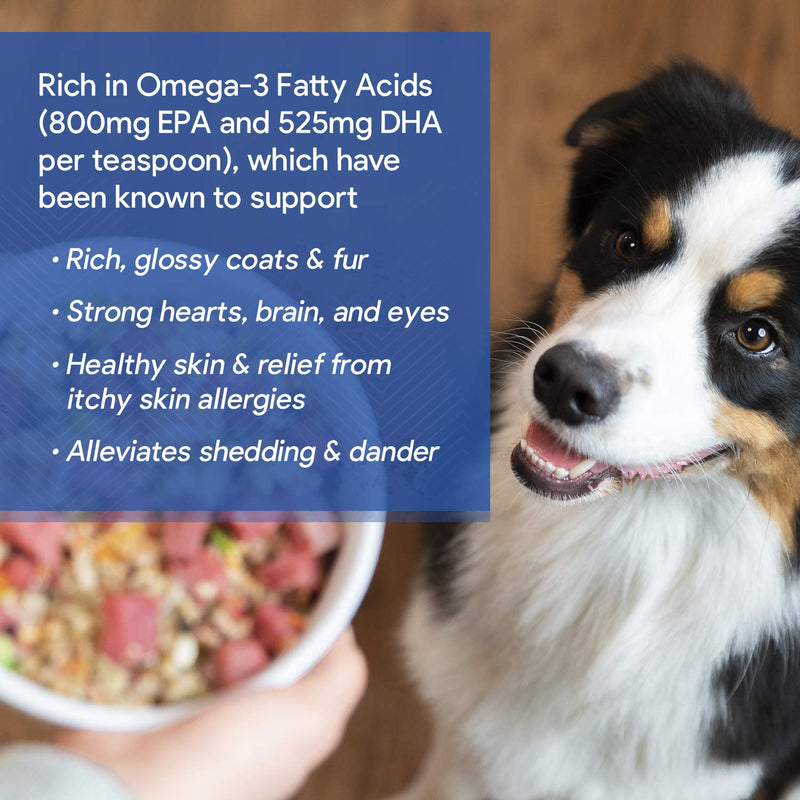 Dr. Harvey's Health & Shine Omega 3 Fish Oil for Dogs from Wild Caught Mackerel, Herring, Anchovies and Sardines - Supports Beautiful Fur, Strong Joints and Itchy Allergy Relief (16 FL OZ) - BeesActive Australia