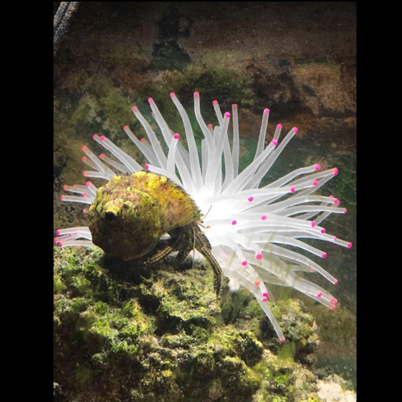 Mallofusa Artificial Aquarium Fish Tank Decoration Silicone Sea Anemone Artificial Fish Tank Ornament Decoration White - BeesActive Australia
