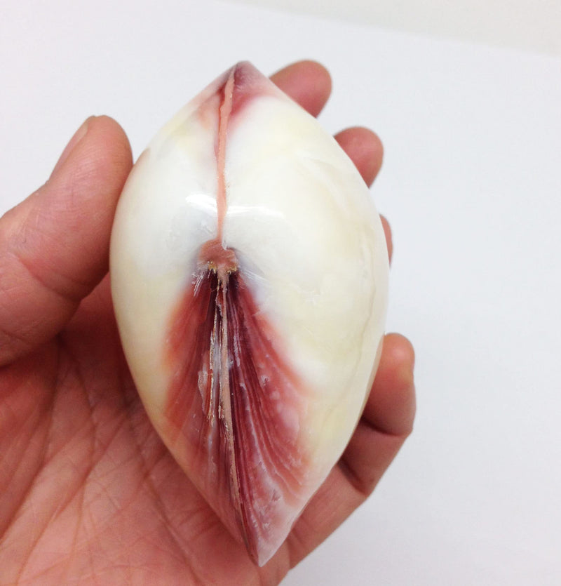 PEPPERLONELY 3 Pairs Polished Tiger Clam Sea Shells, 3-1/2 Inch ~ 4 Inch 40#. Polished Tiger Clam 3-1/2" ~ 4" - BeesActive Australia