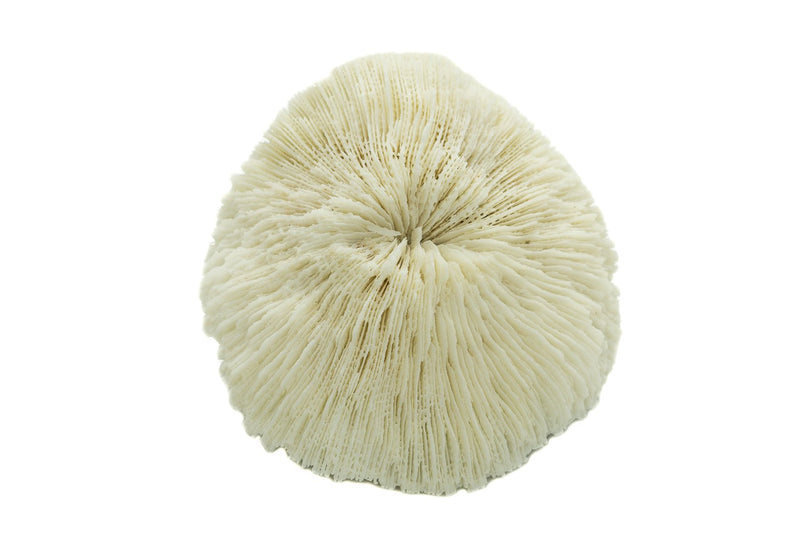 Mushroom Sea Coral | White Real Mushroom Coral 3”-4” (1 Piece) | Aquarium Ornament for Decoration | Plus Free Nautical eBook by Joseph Rains - BeesActive Australia