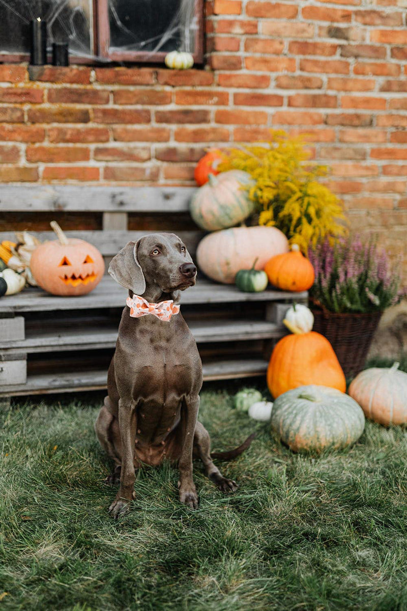 Lionheart glory Premium Dog Collars, Bowtie Dog Collar, Adjustable Heavy Duty Dog Collar with Bow for Small Medium Large Dogs Collar&Bow-S A:1Halloween pumpkin - BeesActive Australia