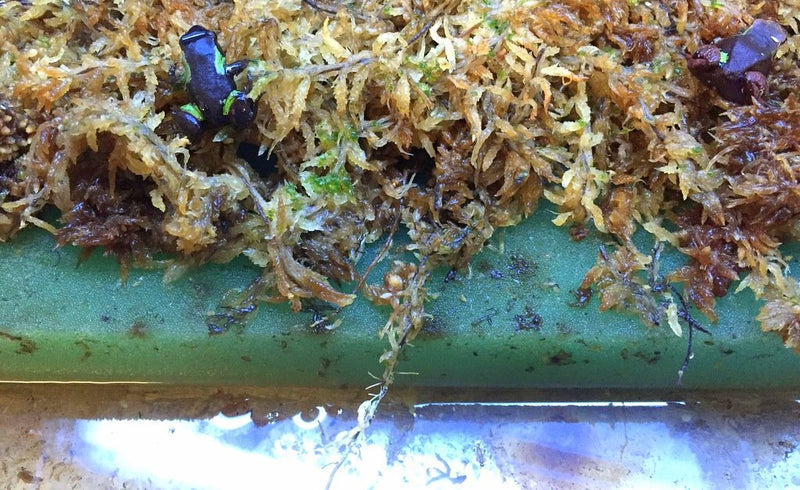 Josh's Frogs Frog Foam Terrarium Liner 10 Gallon - BeesActive Australia