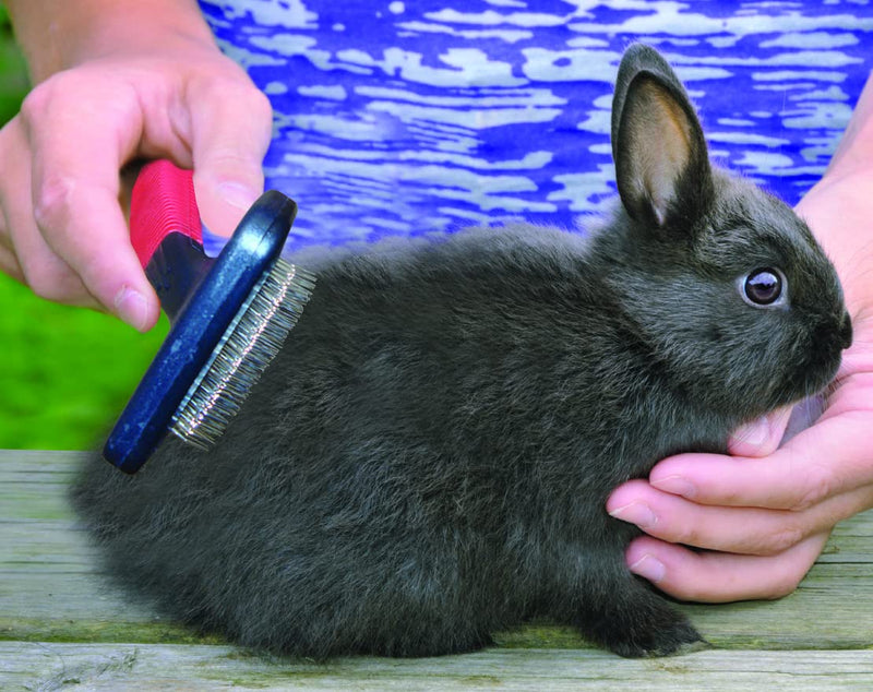 Lixit Grooming Kits For Rabbits, Guinea Pigs and other Small Animals. (4 Piece Kit) 4 Piece Kit - BeesActive Australia