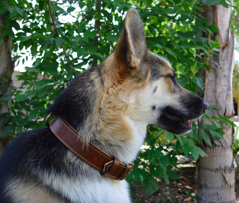 Soft Touch Collars - Luxury Real Leather Padded Dog Collar Large Brown - BeesActive Australia