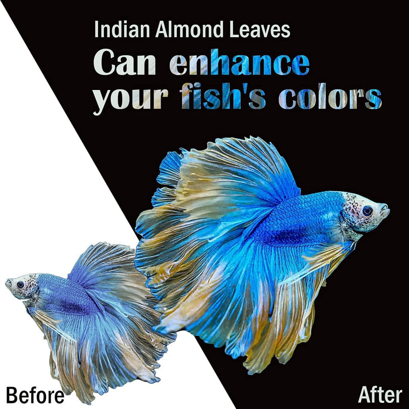 Premium Indian Almond Leave. Aquarium Decorations Size 6-9" Pack 50g(20-25 Leaves). Catappa Leaves Rich in Tannin. Superb to be Health Better, Vitality, Succesful Breeding! of Shrimp & Betta Fish Tank - BeesActive Australia