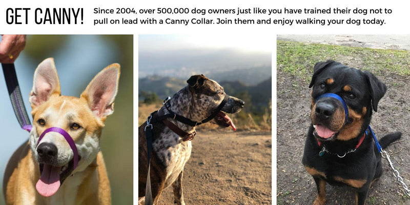 Canny Collar Dog Head Collar, No Pull Leash Training Head Harness, Easy to Fit Halter that Stops Pulling, Comfortable & Calm Control with Padded Collar, Kind To Your Dog, Enjoy Gentle Walks with Small, Medium or Large Dogs, Black, Blue, Purple & Red - BeesActive Australia