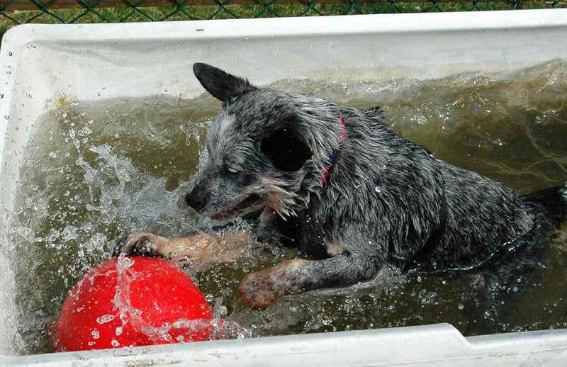 Boomer Ball Large (8 in) Blue or Red - BeesActive Australia