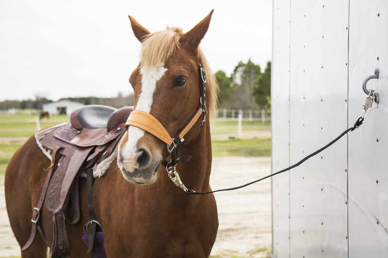 Intrepid International Trailer Tie for Horse Hauling Black - BeesActive Australia