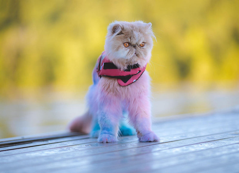 Dog Hair Dye (Aquamarine) - BeesActive Australia