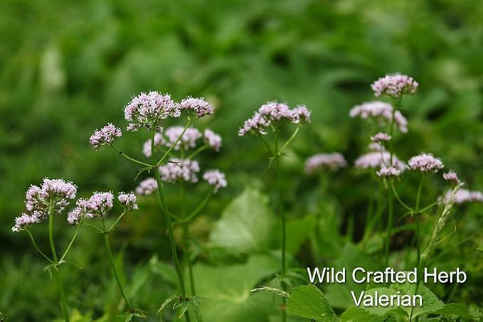 Eclectic Valerian - 1 oz. - BeesActive Australia