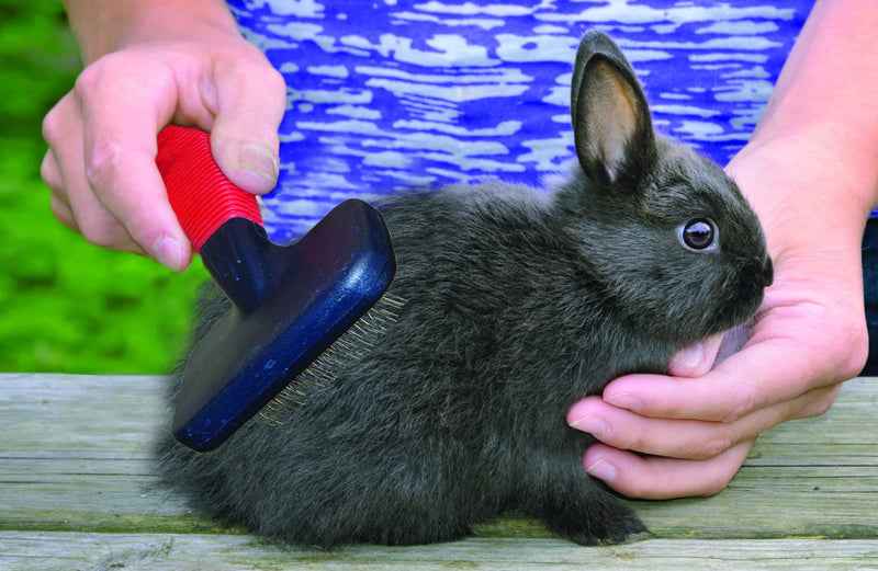 Lixit Grooming Kits For Rabbits, Guinea Pigs and other Small Animals. (4 Piece Kit) 4 Piece Kit - BeesActive Australia