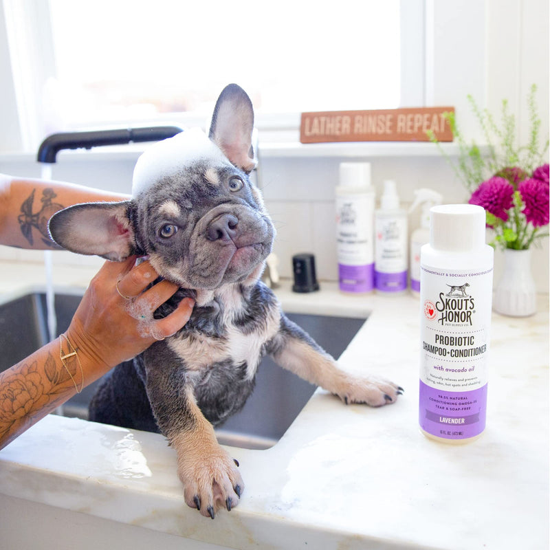 SKOUT'S HONOR: Probiotic Pet Shampoo & Conditioner - 2-in-1 with Avocado Oil - Cleans and Conditions Fur, Supports Pet’s Natural Defenses, PH-Balanced, Sulfate Free - Lavender 16 oz. - BeesActive Australia