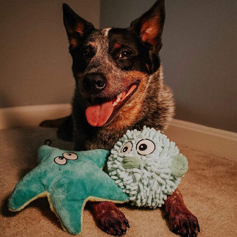 Snuggle Puppy Tender-Tuffs Easy Grab - Small Squeaky Soft Plush Starfish Dog Toy - Great for Puppies and Adult Dogs - BeesActive Australia