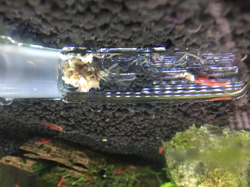 3 Holes Planaria Aquarium Trap Leeches Catcher 2 Pieces for Cherry Shrimp Crystal Red Shrimp Dwarf Shrimp Fish Tank Supplies - BeesActive Australia