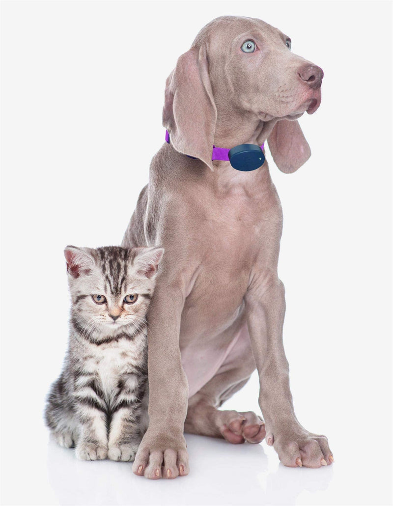 Orange Heavy Duty Nylon Replacement Dog Collar Strap with RFA-67 Batteries - Compatible with Most PetSafe In-Ground and Wireless Fence Receiver Collars (Bundle 2) - BeesActive Australia