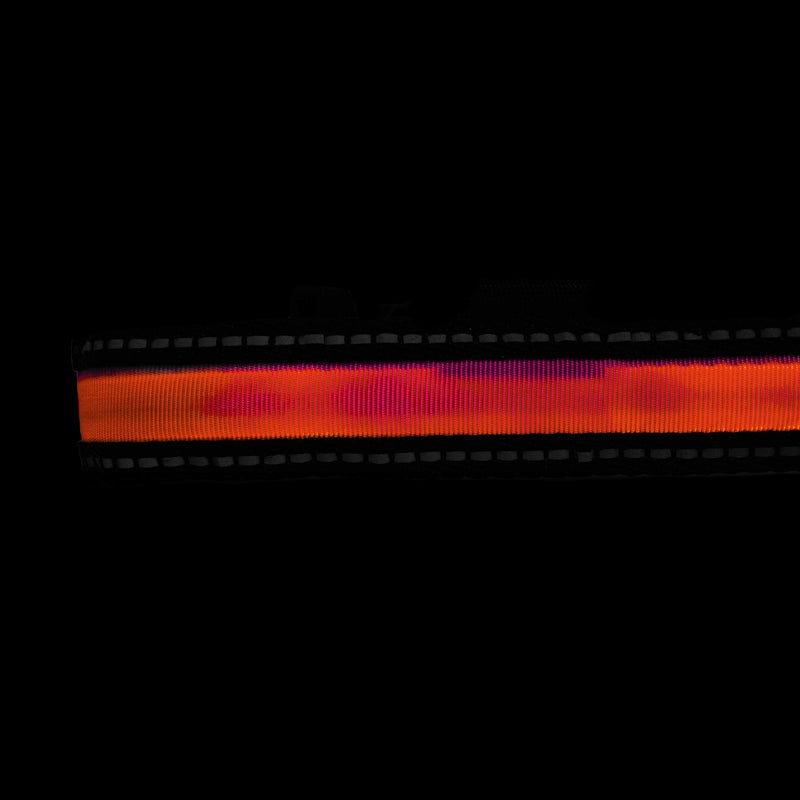 PoundWishes PW750-RD LED Dog Leash Red - BeesActive Australia