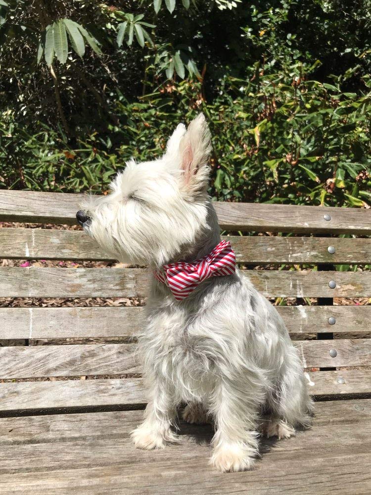Lionet Paws Christmas Dog Collar with Bowtie Durable Adjustable Handmade Comfortable Bow Tie Dog Collar Cat Collar with Metal Buckle,Party,Festival,Holiday Style Girl Boy Gift Large (Pack of 1) Red&White Stripe - BeesActive Australia