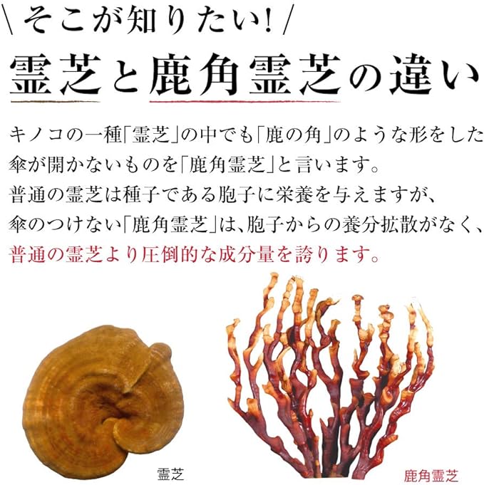Reishi Cordyceps Sinensis Shop Kazuno Reishi Cordyceps Sinensis Supplement β-Glucan Cordycepin Contains Domestic Product No Pesticides No Additives Tablets 180 tablets 30 days supply - BeesActive Australia