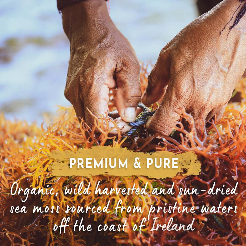 Organic Irish Sea Moss (Chrondrus crispus) - 120 Capsules - Wild Harvested from Irish Waters - Source of 92 Essential Nutrients - Iodine - Dr. Sebi - UK Made - GMP - Zero Additives 120 Count (Pack of 1) - BeesActive Australia