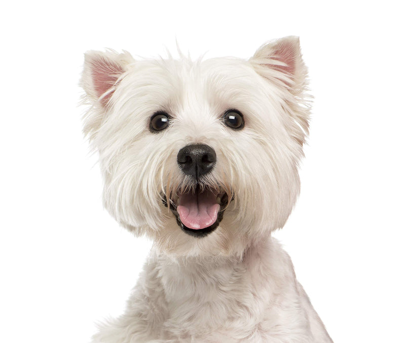 Eye Envy Tear Stain Remover Solution for Dogs|100% Natural,Safe|Recommended by Breeders/Vet/Professional Handlers/Groomers|Contains colloidal Silver|Remove Stains from White/Light Fur,Skin Folds,2oz - BeesActive Australia