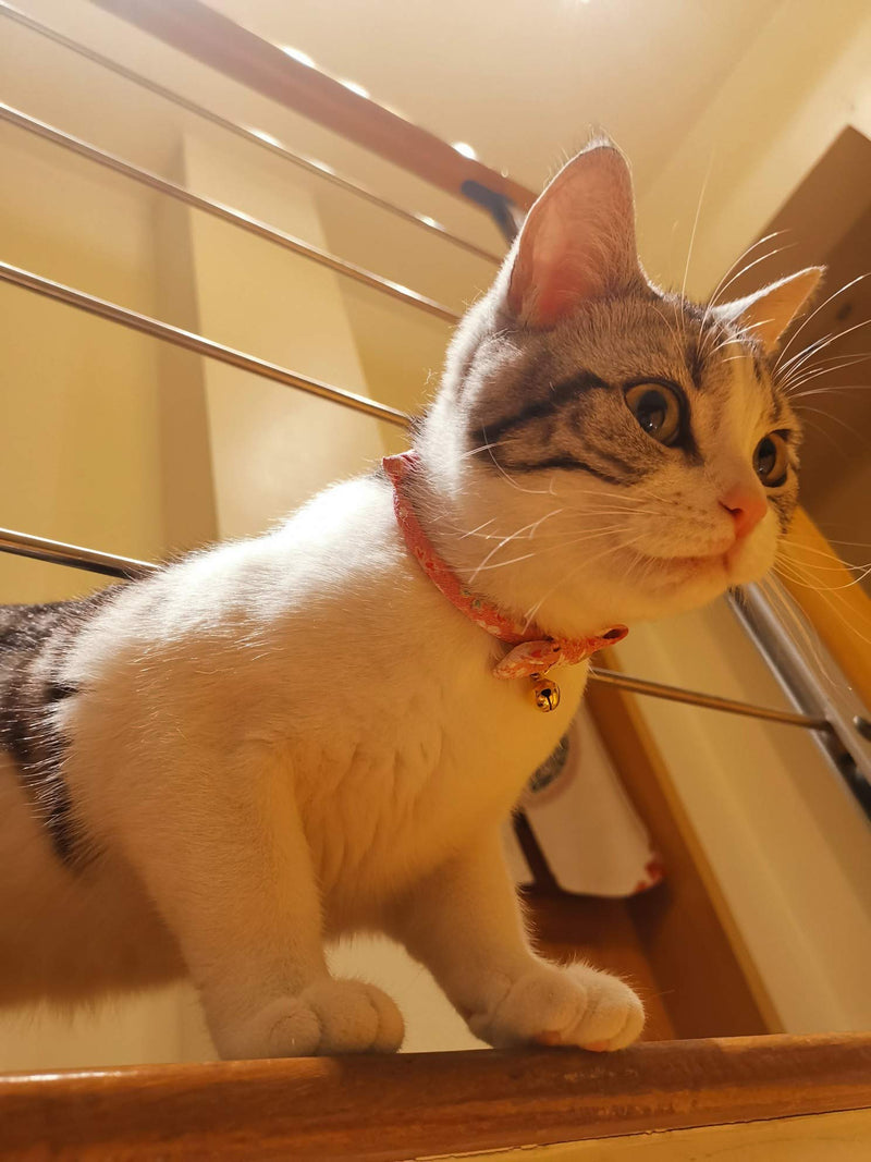 PetSoKoo Bowtie Chirimen Cat Collar with Bell. Japan Flower Bow Tie Style. Safety Breakaway & Light Weight, Soft, Comfortable, Durable Standard (6-13 inch,16-32cm) Sakura Pink - BeesActive Australia