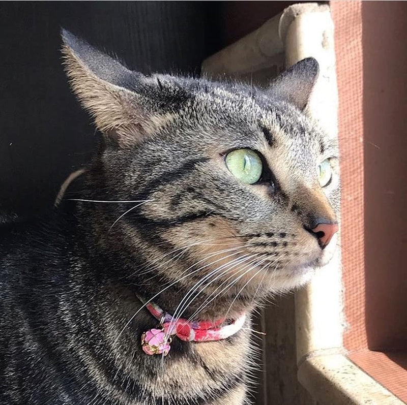 PetSoKoo Four-Leaf Clover Cat Collar with Bell Breakaway Buckle. Japan Chirimen,Cute Kitten Collar for Girl Boy,Samll Cat Standard (6-13 inch,16-32cm) Sakura Pink - BeesActive Australia