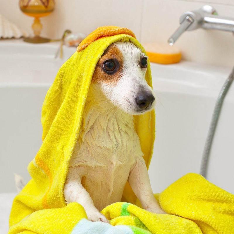 Vet's Best Medicated Oatmeal Shampoo for Dogs | Soothes Dog Dry Skin | Cleans, Moisturizes, and Conditions Skin and Coat | 16 Ounces - BeesActive Australia