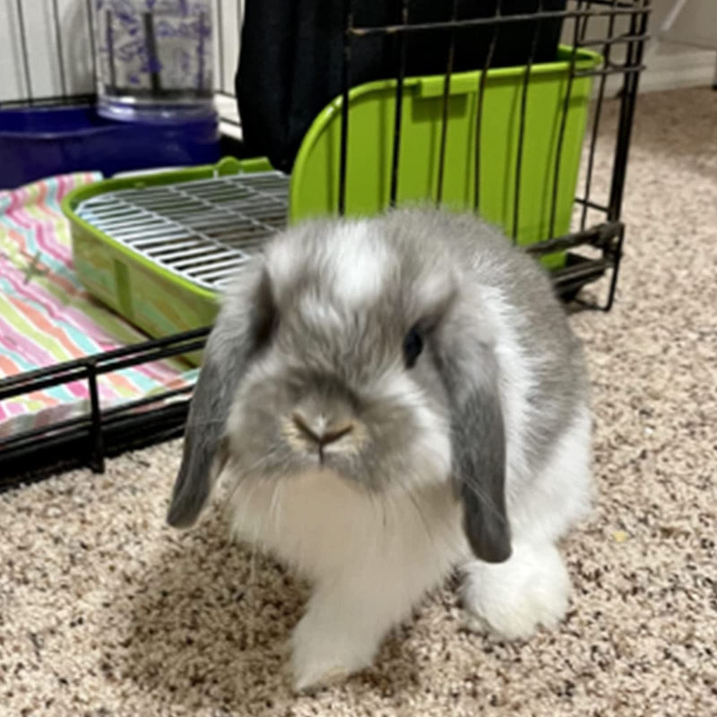 Hamiledyi Rabbit Litter Box,Rabbit Toilet Potty Trainer Corner Litter Bedding Box for Small Animals Rabbits Bunny Guinea Pigs Chinchilla Ferret Green - BeesActive Australia