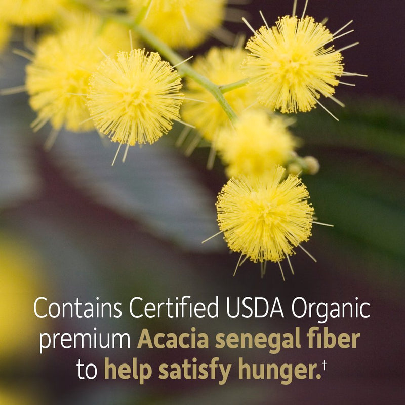 Garden of Life Dr Formulated Organic Fiber Supplement Powder Unflavored, Sugar Free, Psyllium Free Prebiotic Superfoods, Constipation Relief and Hunger Control for Men and Women, 32 Servings - BeesActive Australia