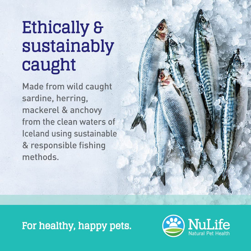 Pure Omega 3 Fish Oil for Dogs Liquid, Wild Caught from Iceland, Skin and Coat Supplement for Shedding, Dry Itchy Skin and Allergies, Rich in EPA + DHA with Omega 3, 6 & 9 Fatty Acids, 16 oz - BeesActive Australia