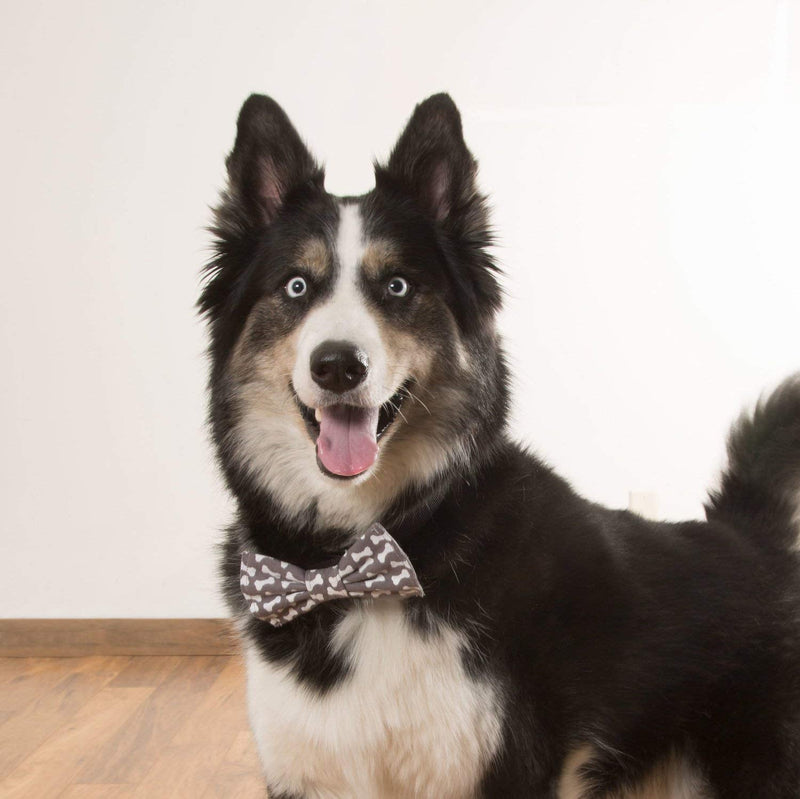 Pavilion Gift Company 45620 Pavilion's Pets-Large Gray Dog Bone Slip On Bow Tie - BeesActive Australia