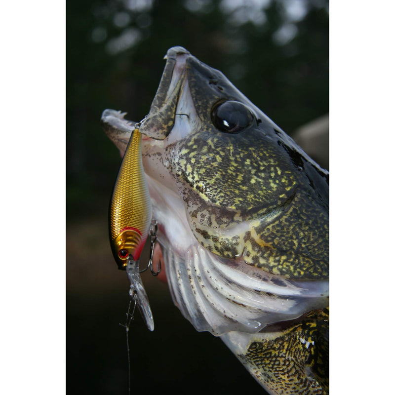 Berkley Flicker Shad Fishing Hard Bait 2in - 3/16 oz HD Threadfin Shad - BeesActive Australia