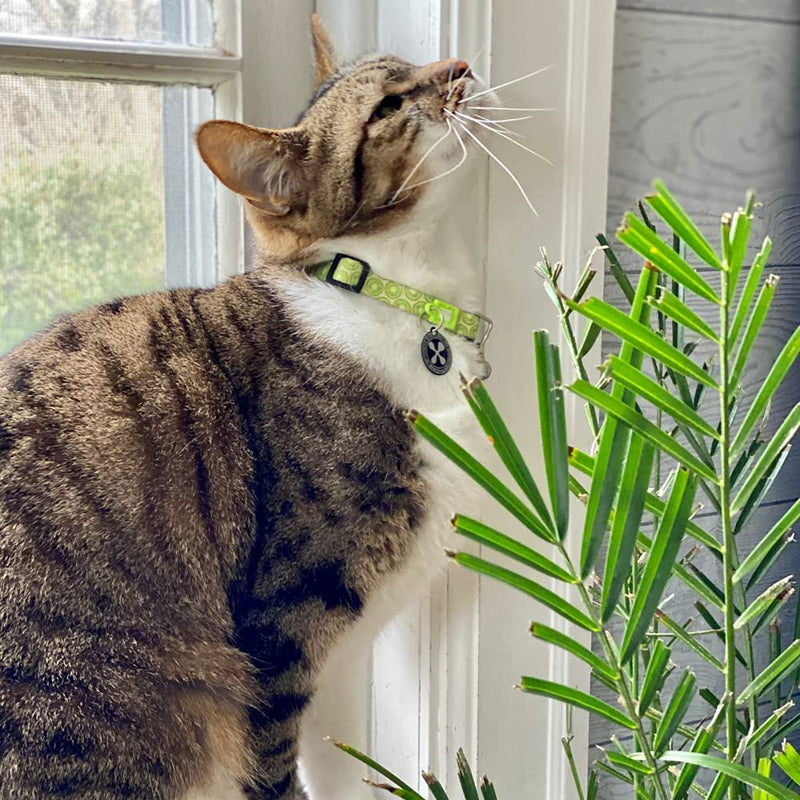 Max & Molly Classic Adjustable Smart ID Fashion Cat Collar with Safety Bell and Breakaway Buckle Kiwis - BeesActive Australia