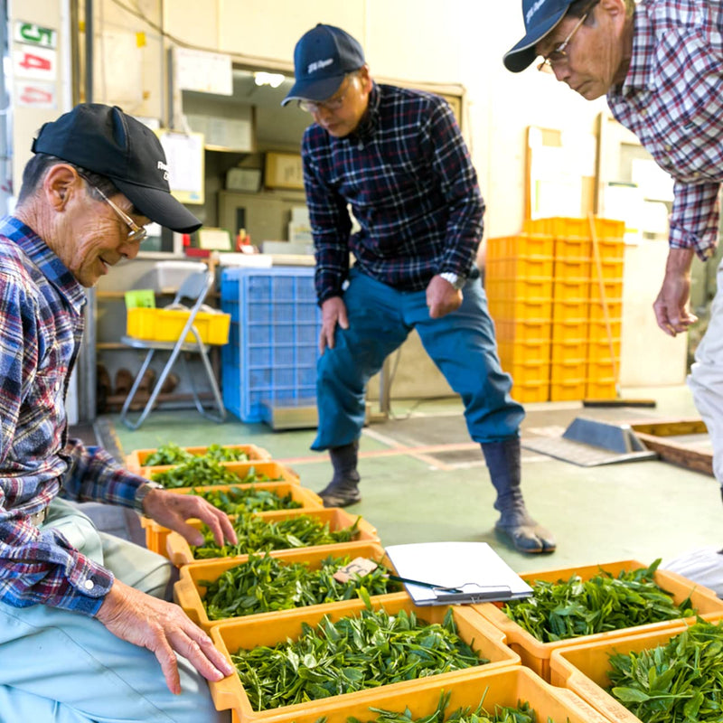 [Sugimoto Tea] Sencha Fukamushi, Authentic Japanese Deep-Steamed Green Tea, Loose Leaf, Fresh & Aromatic, Bulk Size from Shizuoka, Japan, 1-lbs Bag (454g) - BeesActive Australia