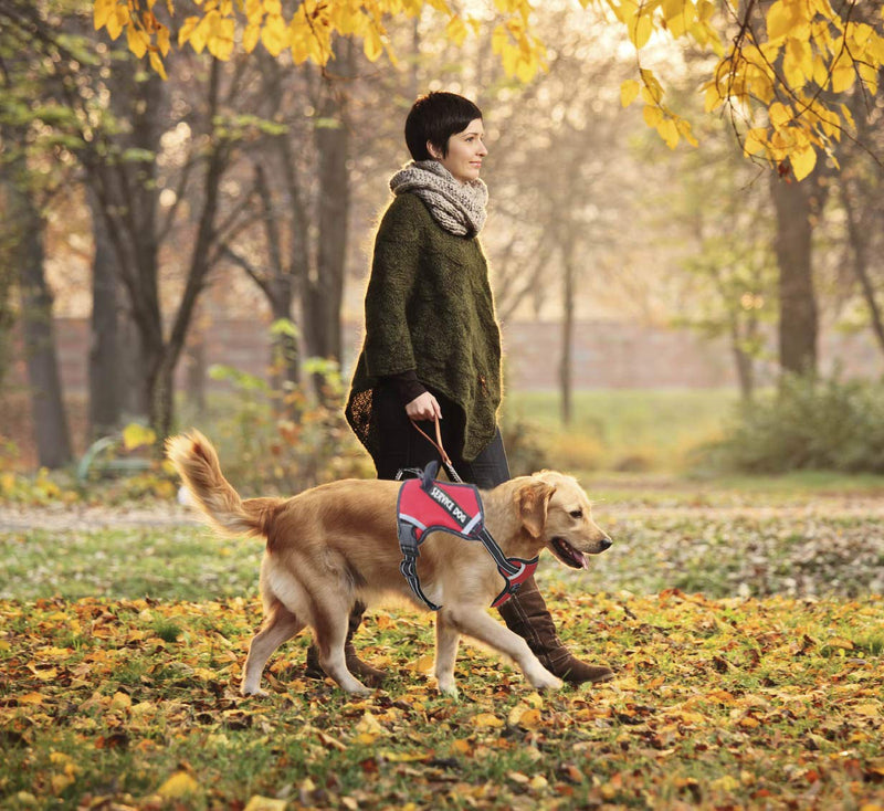 LMOBXEVL Service Dog Harness,No-Pull Dog Harness with Handle Adjustable Reflective Pet Dog in Training Vest Harness,Easy Control for Small Medium Large Breed Outdoor Walking Hiking X-Small (Pack of 1) Red - BeesActive Australia