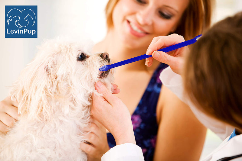 LovinPup Dog Toothbrush Pack of 2, Professional Dog and Cat Grooming Supplies, Soft Bristle Toothbrush, Double Sided Toothbruh for Large and Small Dog Teeth - BeesActive Australia