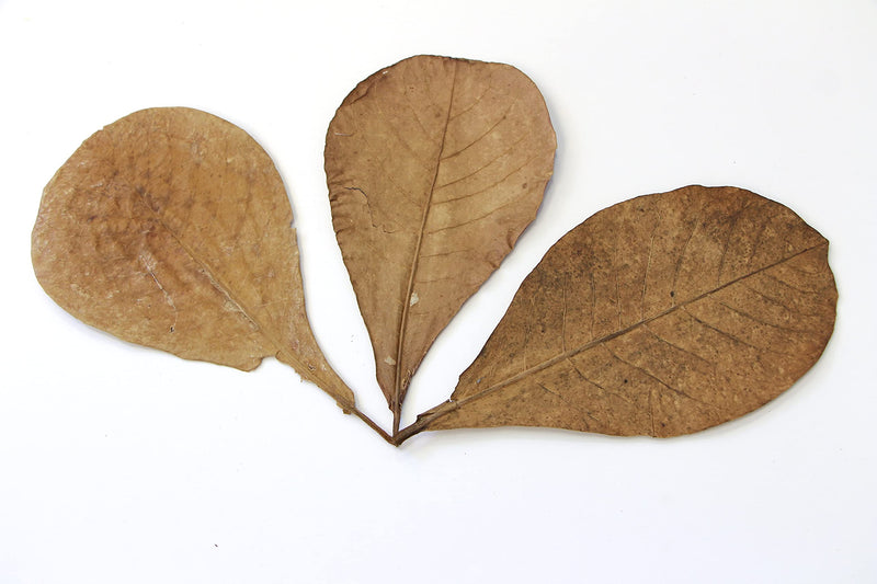 Snout and Shell 10 Mangrove Botanical Leaves - Fish & Aquarium Natural Decor for Aquatic Pets - BeesActive Australia