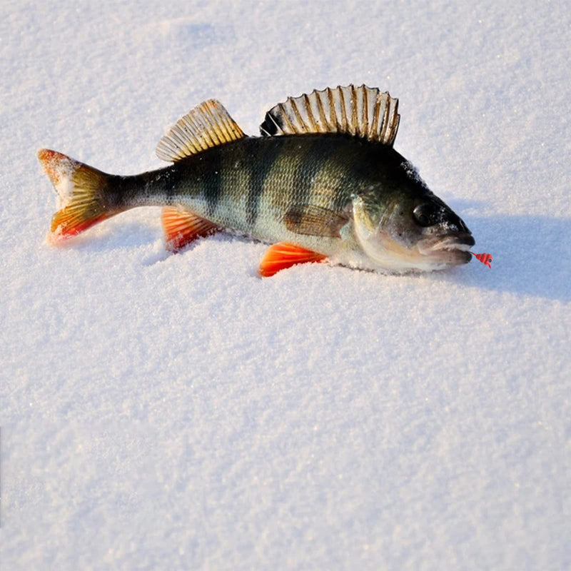 15 Pcs Ice Fishing Jigs for Panfish Walleye Sunfish Winter Ice Jigging Tackle Accessories Box Colorful Lead Jig Heads Glow Jigs for Ice Fishing C:15PCS Ice Fishing Jigs - BeesActive Australia
