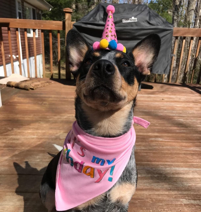 PUPTECK Dog Birthday Bandana Scarfs with Cute Doggie Birthday Party Hat Large Pink - BeesActive Australia