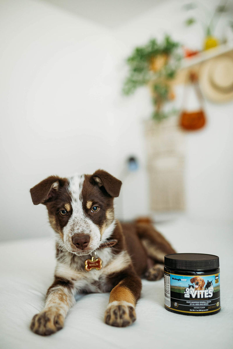 BiologicVET Pet Multivitamin Supplement 7 oz Cream - BeesActive Australia