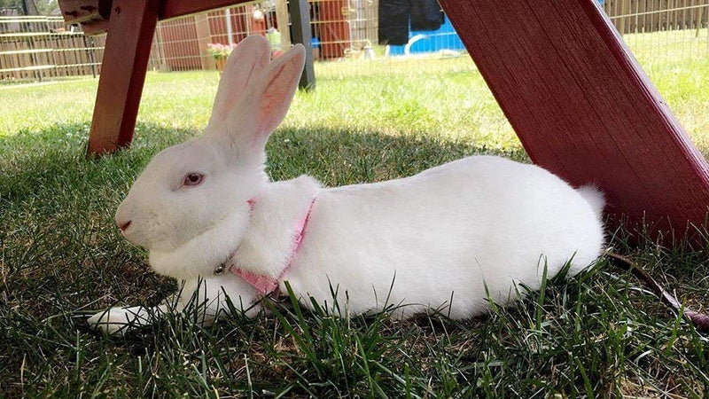 Rabbit Bunny Harness with Leash Adjustable Soft Nylon Harness Rabbit Vest Harness Lead Leash Pink Blue Lead Leash All Season for Small Animals - BeesActive Australia