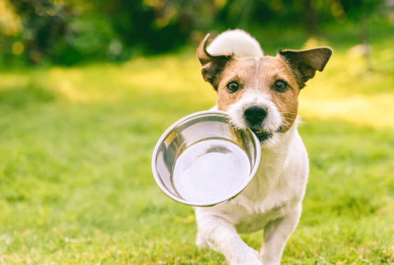 HB Pet Feeder Stainless Steel Dog and Cat Bowls Feeding Replacement Food Bowl for Raised Feeder / Pet Water Metal Bowls 7 cup Double Pack - BeesActive Australia