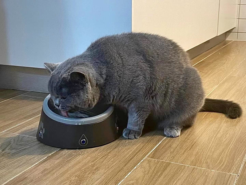 ThirstAlert.com Smart Pet Water Bowl. Never let Your Pet Go Thirsty Again. 3 LED Lights Will Blink & Let You Know When The Water Bowl is Approximately 80% Empty. - BeesActive Australia