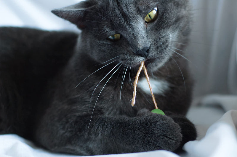 Xanderpets Silvervine for Cats Interactive Cat Toy - Catnip Toys for Anxiety Relief Cat Toy Silvervine & Cat Nips Organic Must Have Products for Cats Cat Toys for Indoor Cats Cat Chew Toy Kicker 3PK - BeesActive Australia
