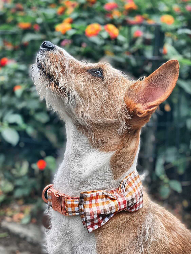 Elegant little tail Dog Collar with Bow, Comfotable Dog Bowtie, Bowtie Dog Collar Adjustable Dog Collars for Small Medium Large Dogs and Cats Small (Pack of 1) A: Yellow Plaid - BeesActive Australia