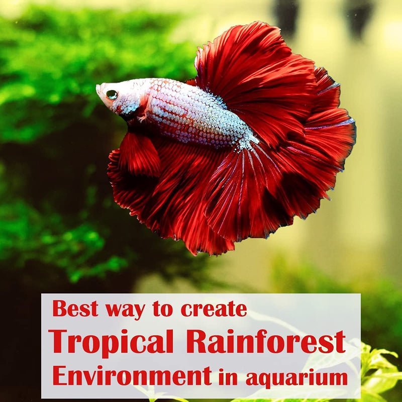 Premium Indian Almond Leave. Aquarium Decorations Size 6-9" Pack 50g(20-25 Leaves). Catappa Leaves Rich in Tannin. Superb to be Health Better, Vitality, Succesful Breeding! of Shrimp & Betta Fish Tank - BeesActive Australia