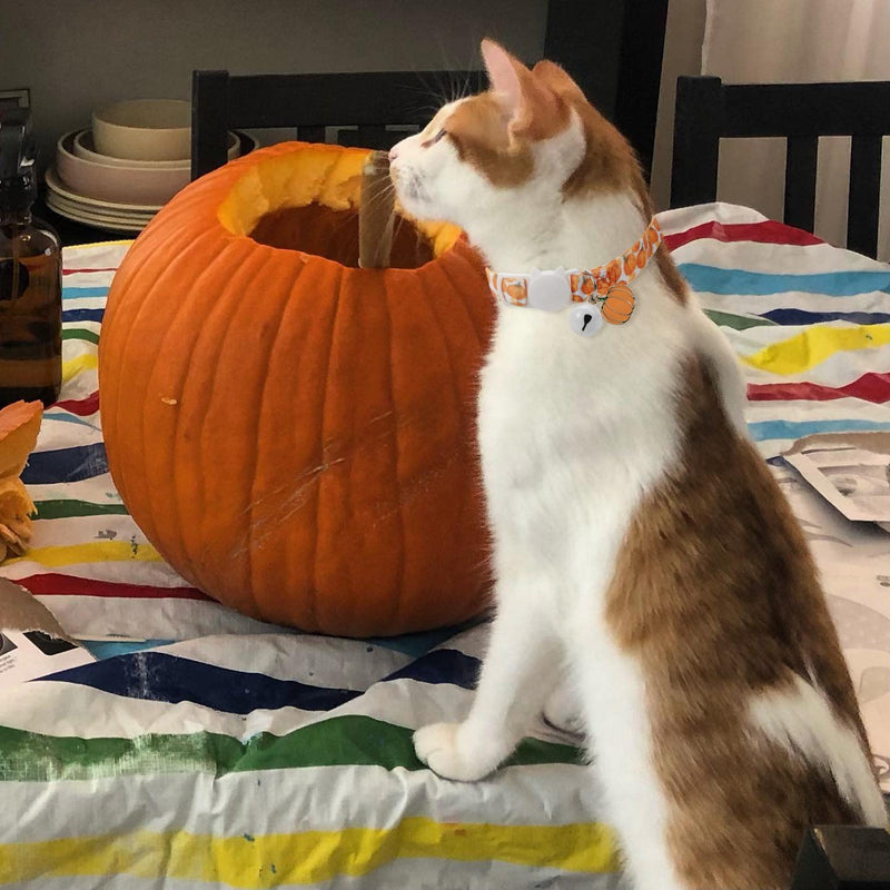 Fall Cat Collar with Bells, Autumn Dog Collar for Small Dogs, Orange Pumpkin Kitten Collar for Thanksgiving - BeesActive Australia