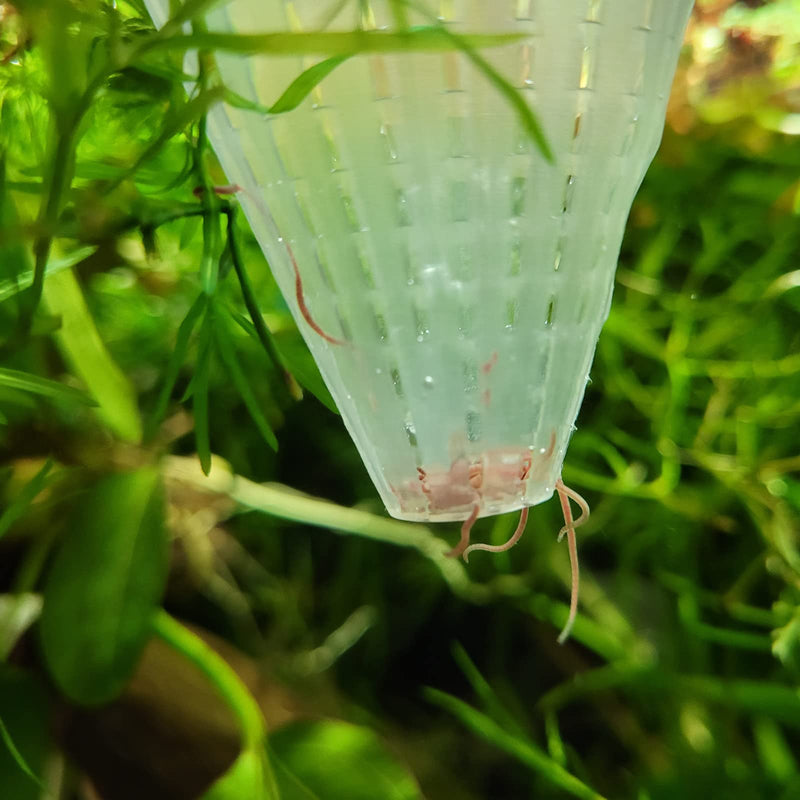 Bilindasly 6PCS Aquarium Live Red Worm Feeding Cone Cup Plastic Frozen Brine Shrimp Fish Feeder for Aquarium Tank with Suckers, White,Red - BeesActive Australia