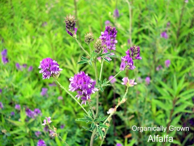 ekurekutexikku Alpha Lucerne (Where umagoyasi) 200mg X 135 Capsules E274 - BeesActive Australia